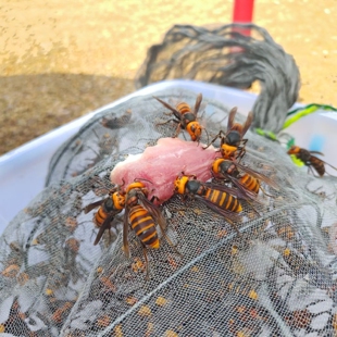 野生虎头蜂活金环黑尾红娘大胡蜂大马蜂地蜂黄蜂25只原液