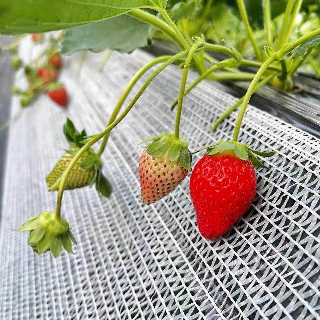 定制温室大棚架草莓托果DIH网高立体种植专用枝防折预花草莓腐烂