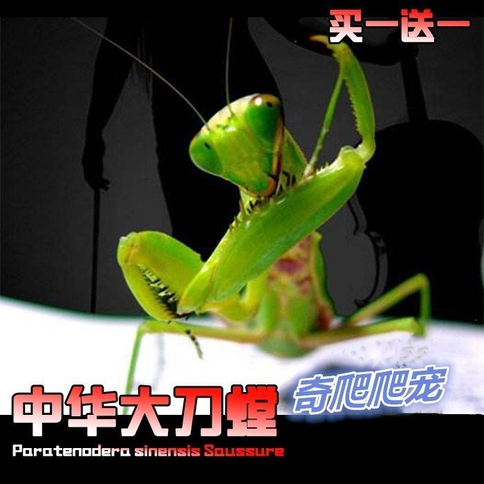 包邮现货中华大刀螳螂活体幼体个性爬宠爬虫宠物活体螳螂另有卵夹