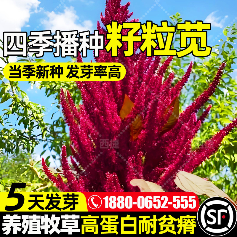 籽粒苋种多年生多茬收割家禽喜食