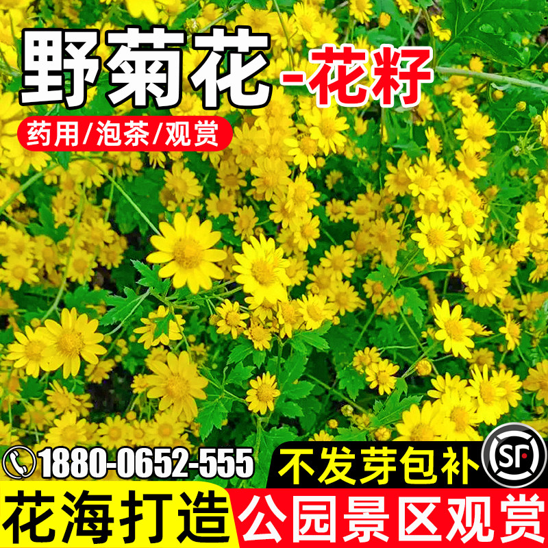 野菊花花海打造景区观赏环境美化