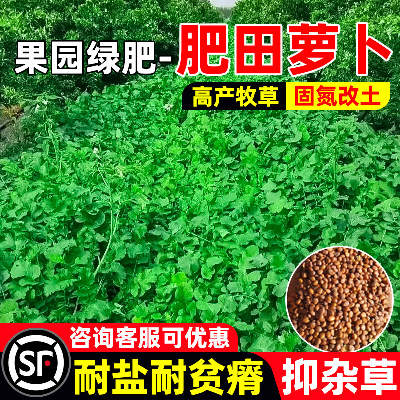 肥田萝卜种四季高产果园绿肥固氮