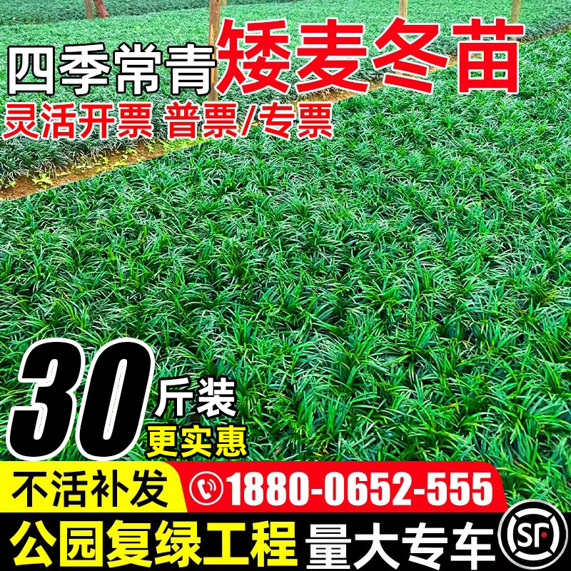 矮麦冬园林绿化带土日本麦冬草苗