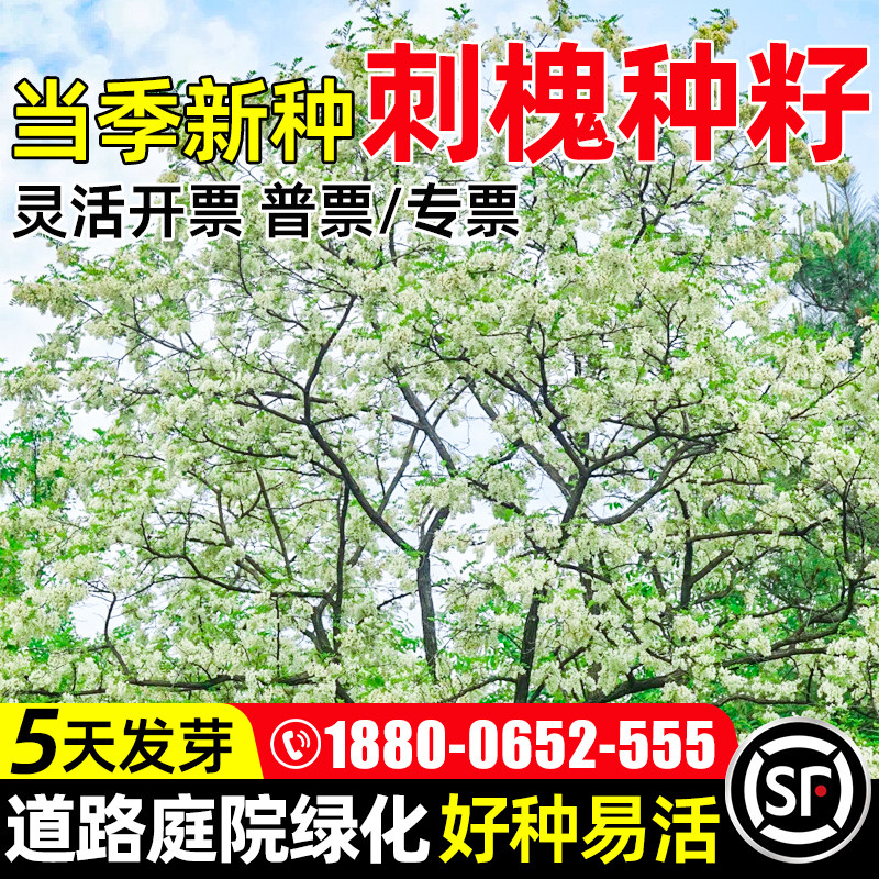 刺槐种子黄花槐树香花槐多年生