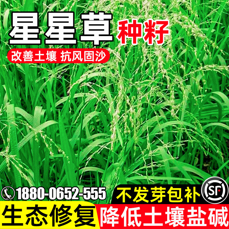 星星草抗风固沙生态修复护坡固土