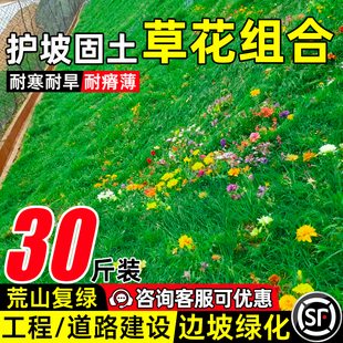 护坡草花组合种子耐寒耐旱山体喷播护坡固土草籽边坡工程绿化种籽