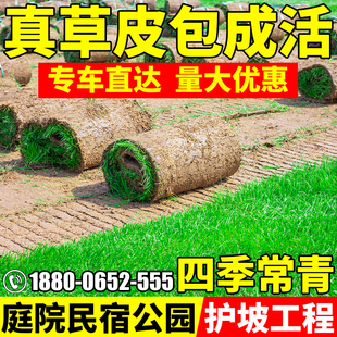草皮真草坪带泥土庭院别墅台湾草马尼拉草皮带土绿化四季青果岭草