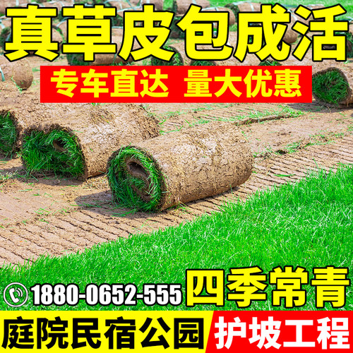 真草坪带土草坪草皮果岭草四季青
