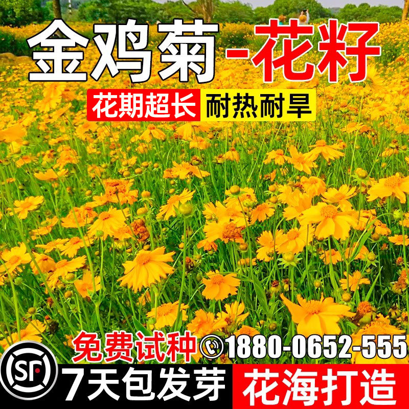 金鸡菊花种子四季种植庭院别墅