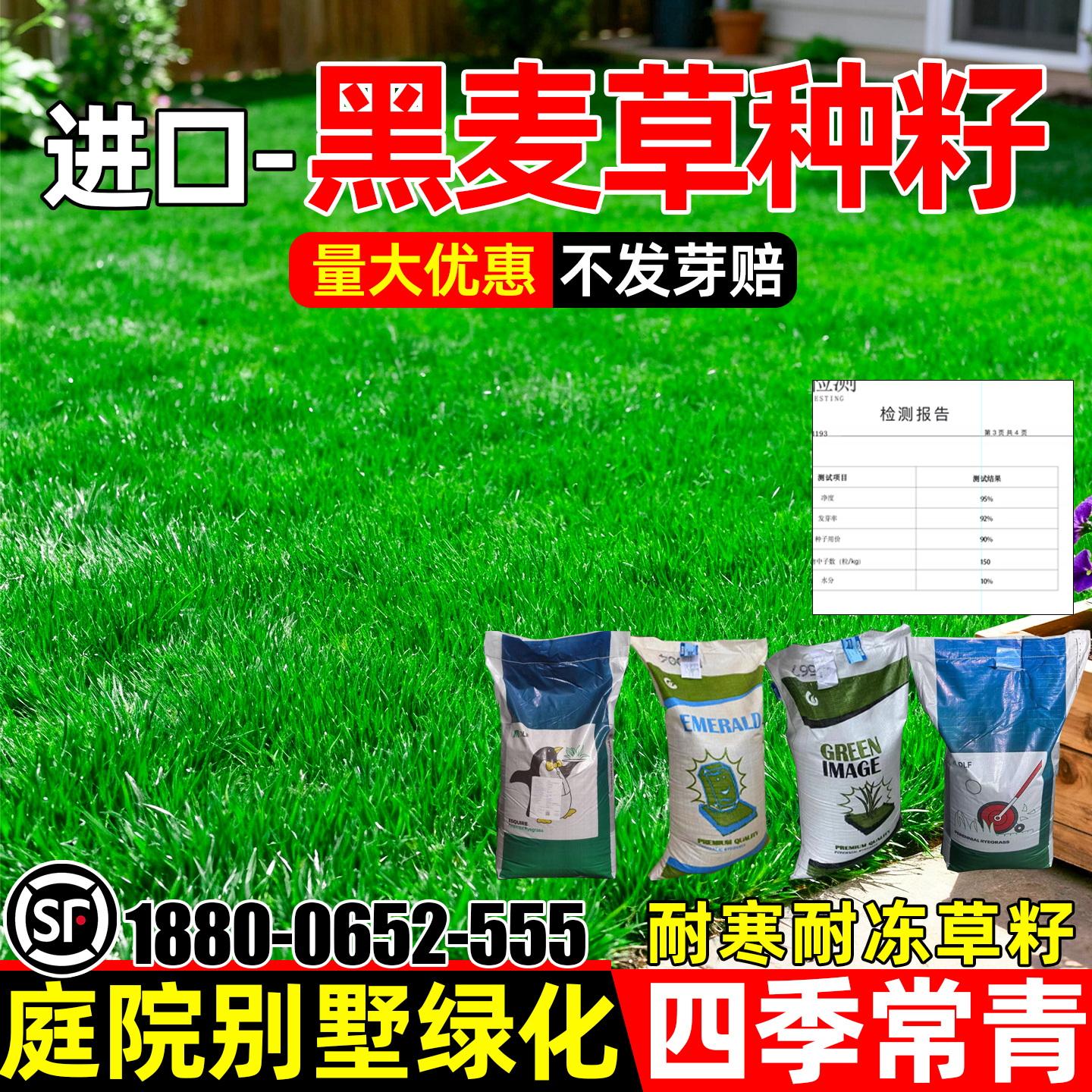 进口蓝标黑麦草种子四季常青耐寒多年生护坡固土工程绿化草坪草籽
