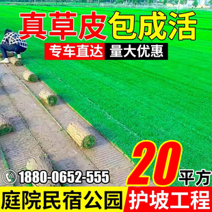 草皮真草坪带泥土庭院别墅花园绿化四季青果岭草台湾草马尼拉护坡