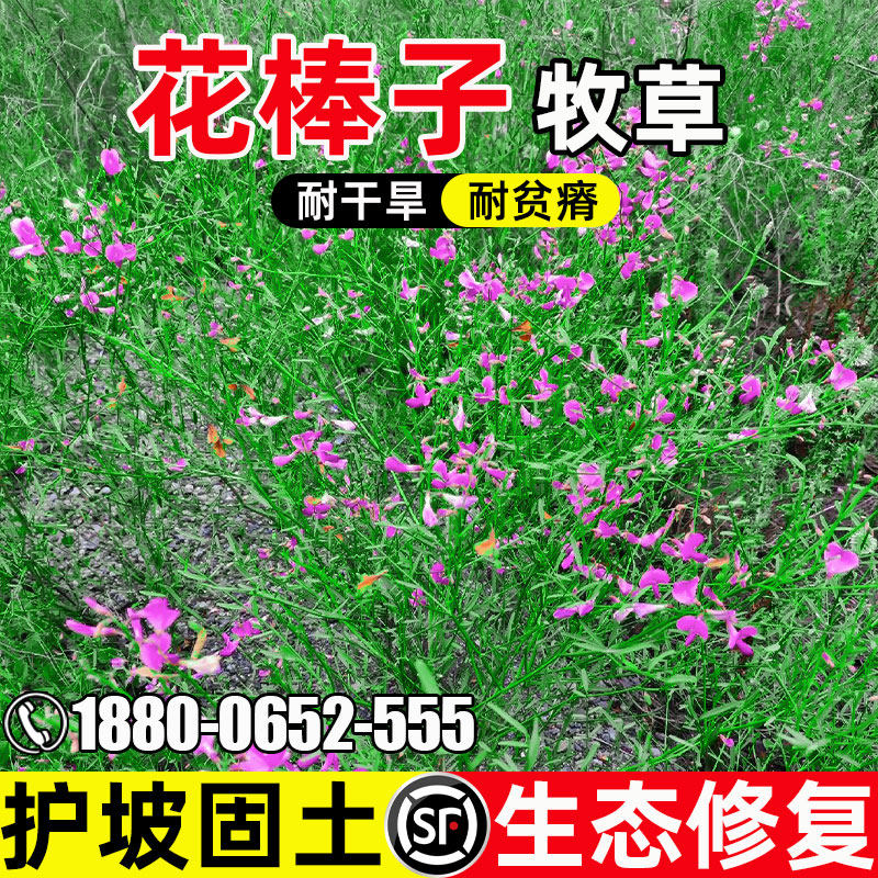 牧草种子花棒种子固沙灌木种籽细枝岩黄芪牛羊饲料防风观赏型草种