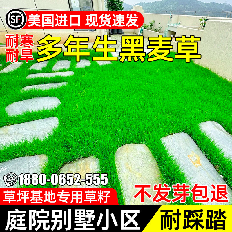 黑麦草种籽四季常青草籽庭院别墅小区耐踩踏多年生耐寒耐旱草种子