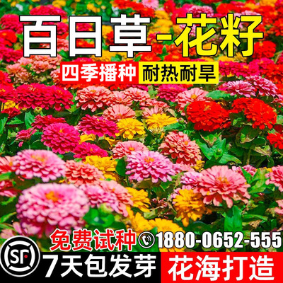 百日草种子庭院花海打造花种子