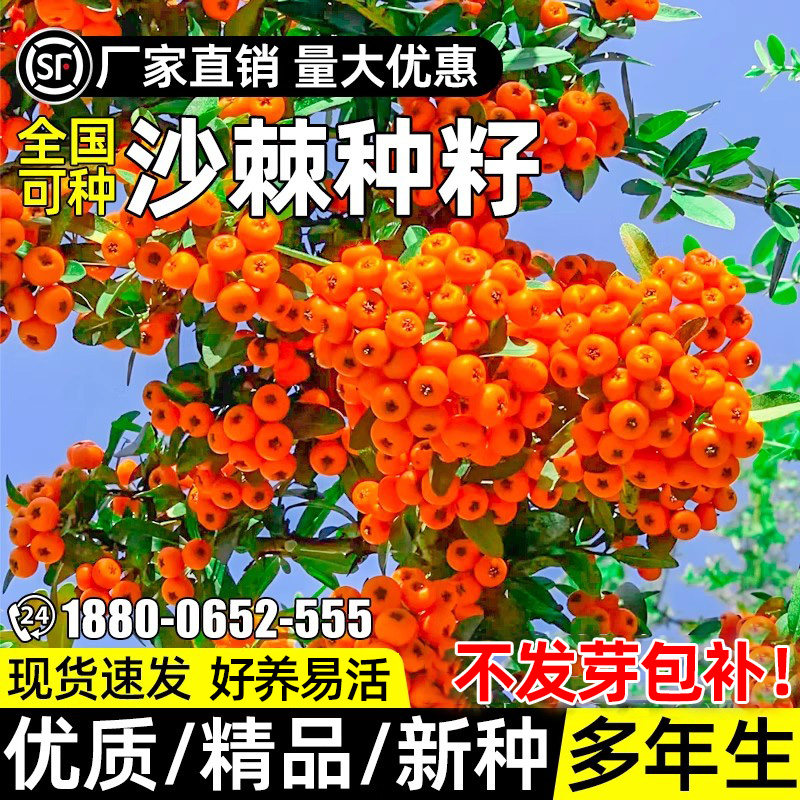 沙棘种籽护坡固土多年生草籽耐寒耐旱边坡生态修复耐贫瘠灌木种子