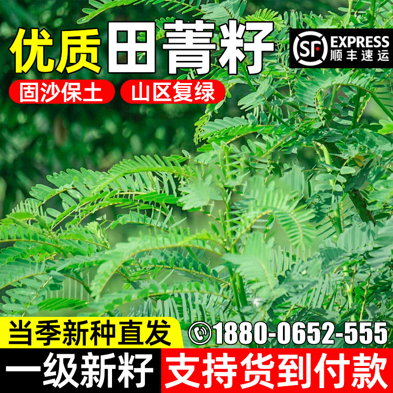 田菁种子碱菁涝豆牧草种子耐盐碱