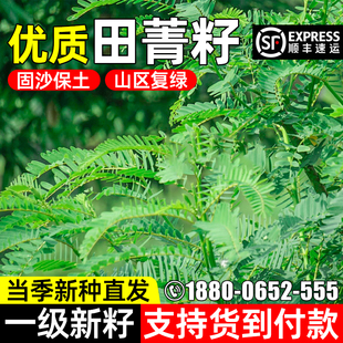 田菁种子四季高产牧草种籽防风固土矿山复绿生态修复耐贫瘠草籽