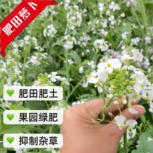 肥田萝卜种四季高产果园绿肥固氮