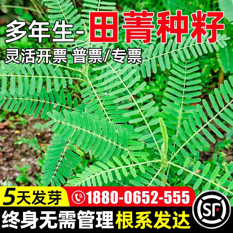 田菁护坡固土多年生矿山牧草种子