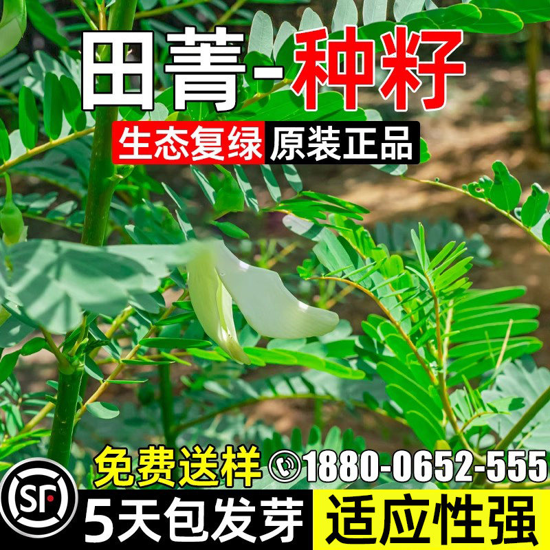 田菁种子涝豆四季牧草绿肥草籽