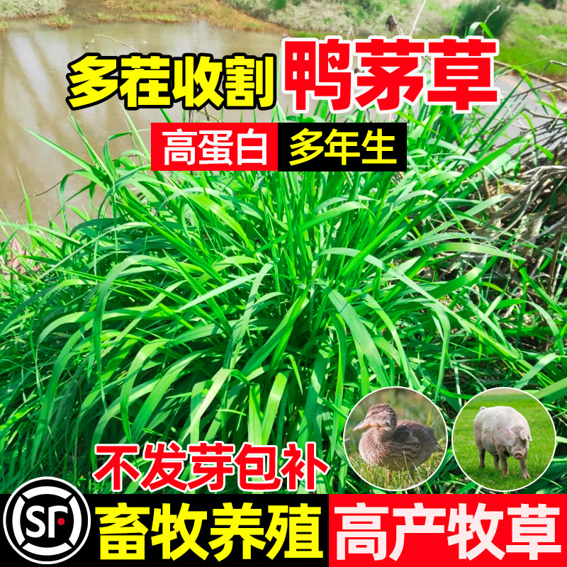 鸭茅草畜牧养殖四季高产多茬收割