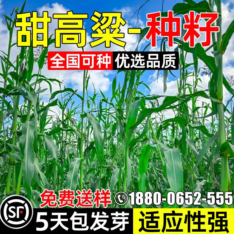 甜高粱草籽四季多年生高蛋白牧草