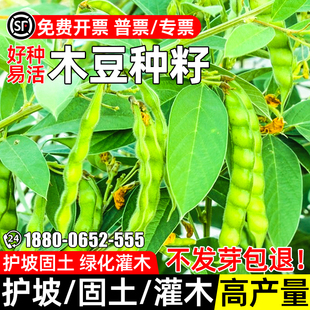 木豆种子护坡固土草籽边坡复绿生态修复边坡复绿耐盐耐碱灌木种籽