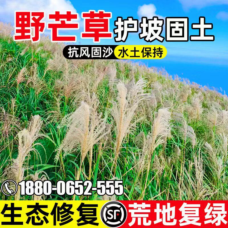 野芒草种子抗风固沙水土保持生态修复荒地复绿多年生景观绿化种籽