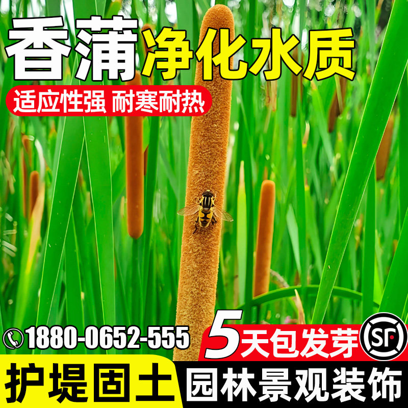 香蒲净化水质耐寒耐热护堤固土