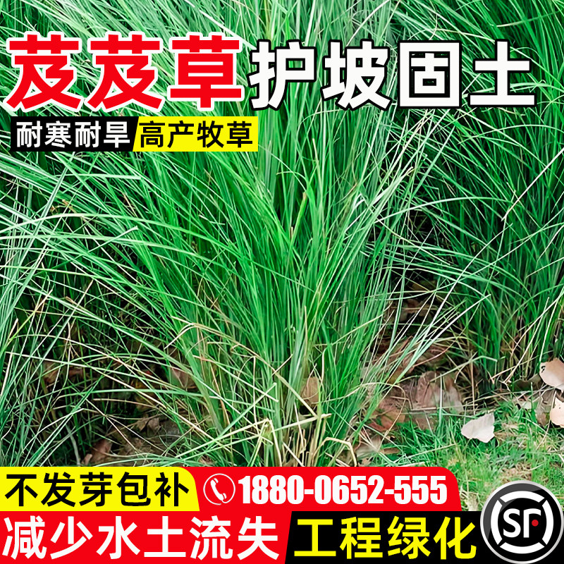芨芨草籽固土护坡耐盐耐碱抗风沙