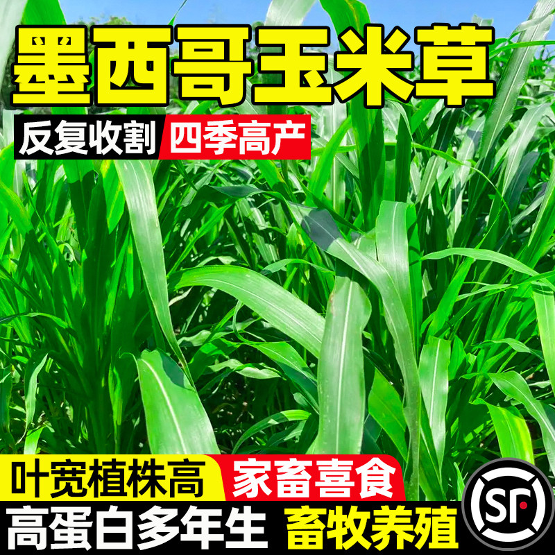 墨西哥玉米草反复收割四季高产