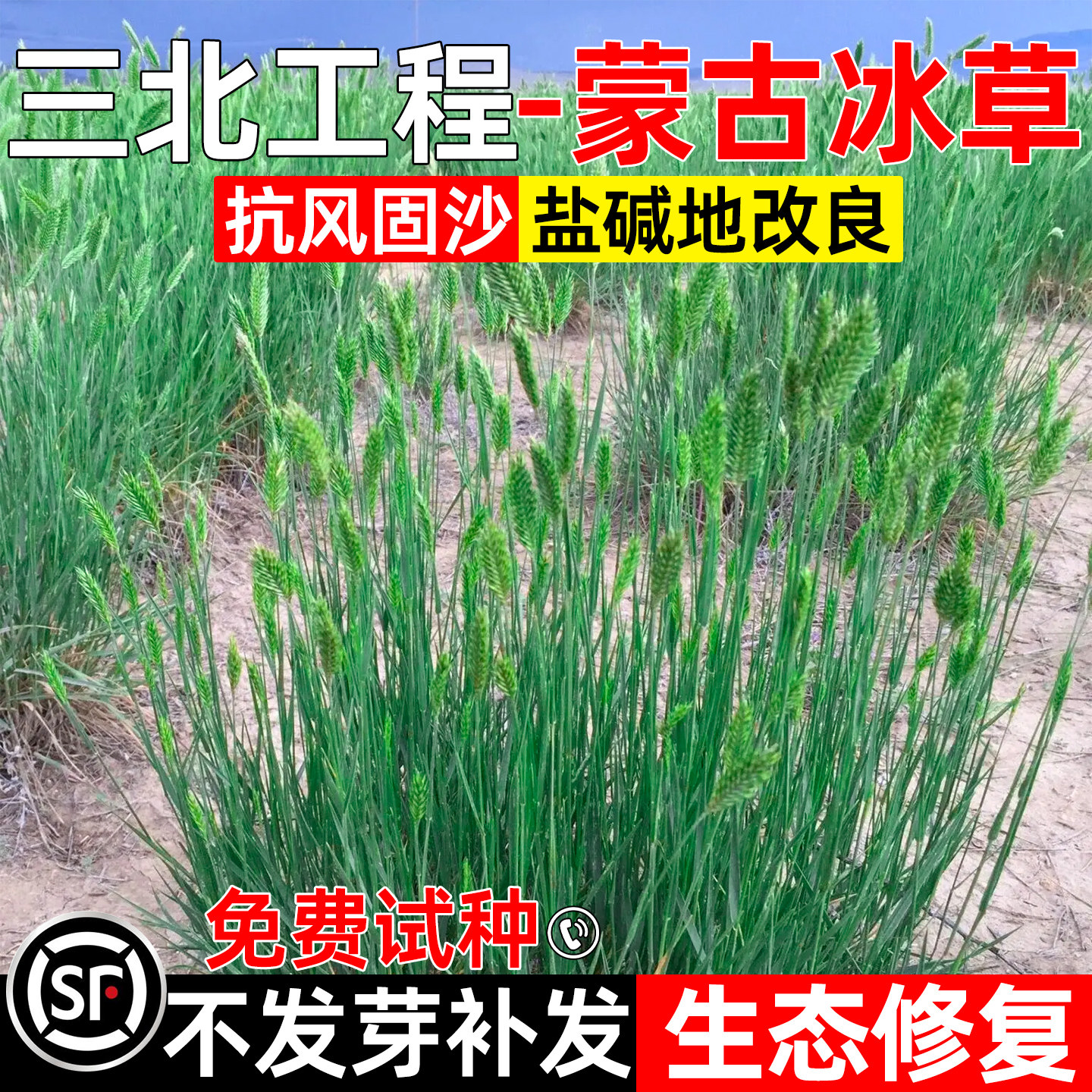 蒙古冰草种子冰草籽防风固沙绿化