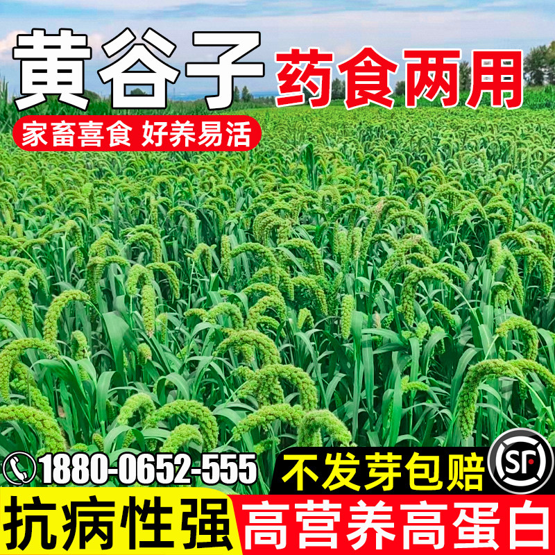 黄谷子药食两用家禽喜食畜牧养殖