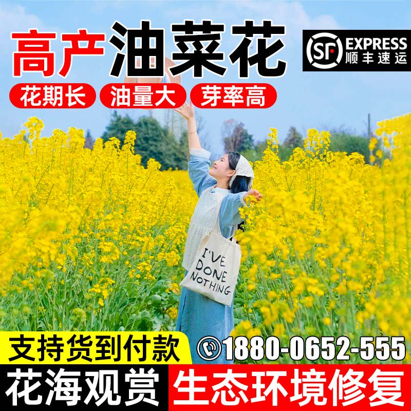油菜花种籽高产观赏菜籽花海种籽