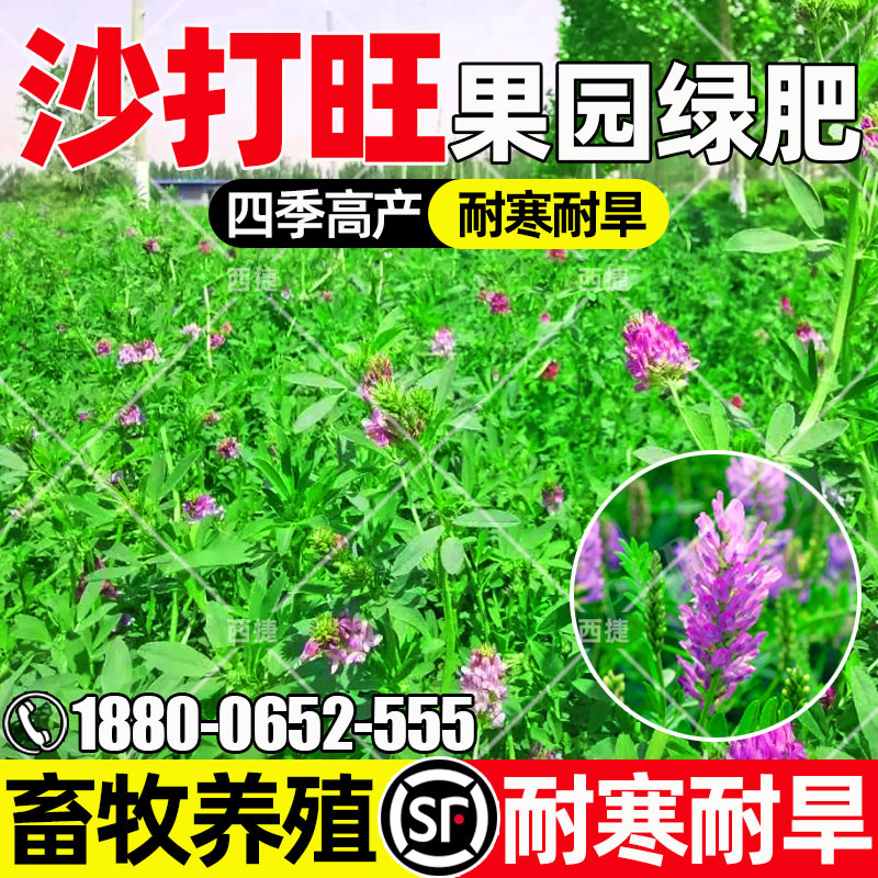 沙打旺畜牧养殖果园绿肥蜜源固氮