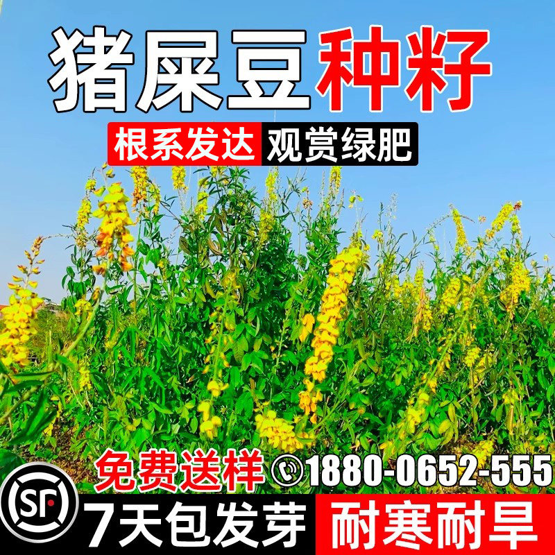 猪屎豆种子木豆灌木护坡绿化耐寒