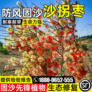 沙拐枣种子多年生防风固沙草籽耐旱荒漠植被绿化生态修复灌木种籽
