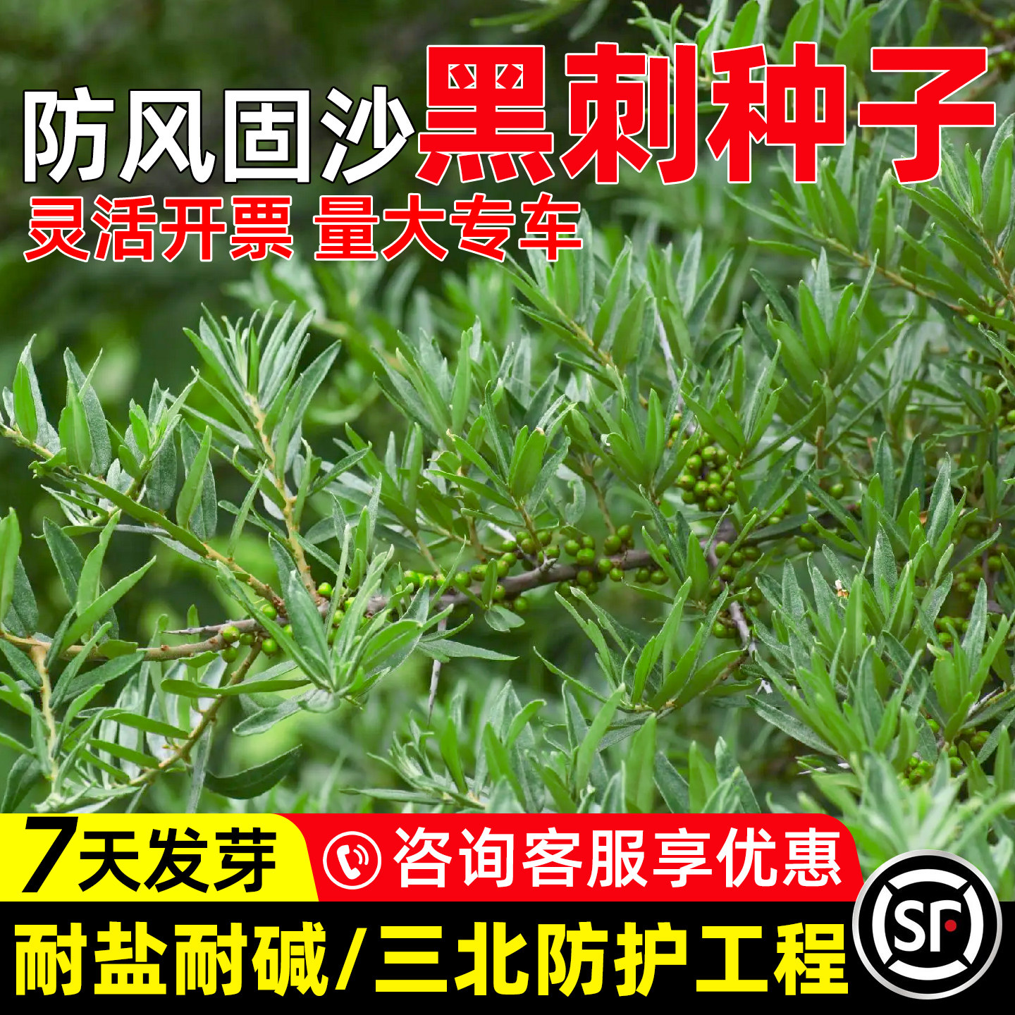 黑刺种子生态工程绿化肋果沙棘