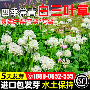白三叶种子幸运草籽四季常青护坡固土果园绿肥红三叶草种籽包发芽