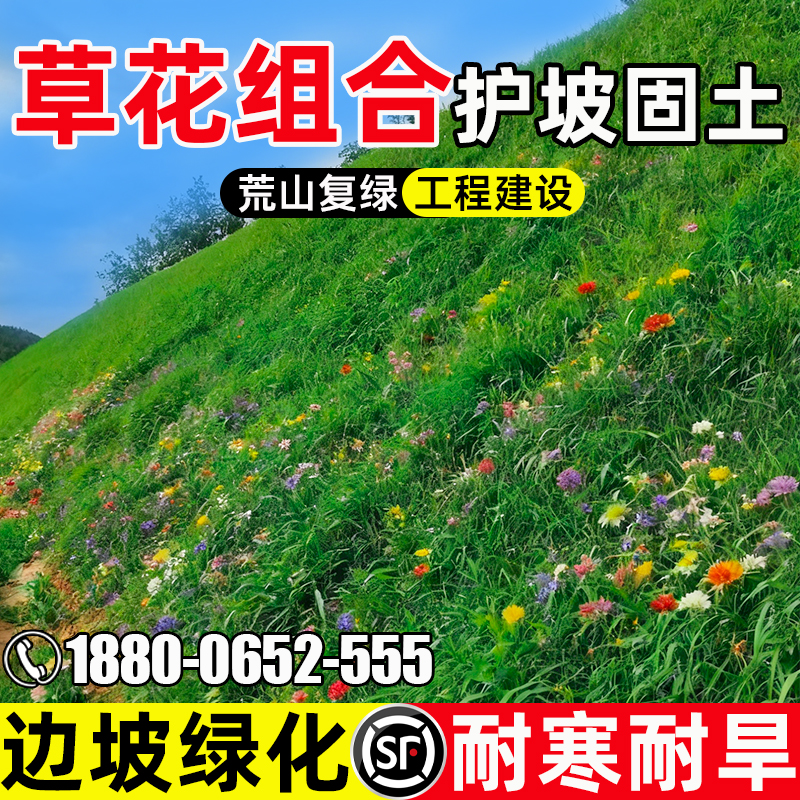 护坡草花组合多年生护坡固土草籽