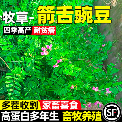 箭舌豌豆四季高产多茬收割多年生
