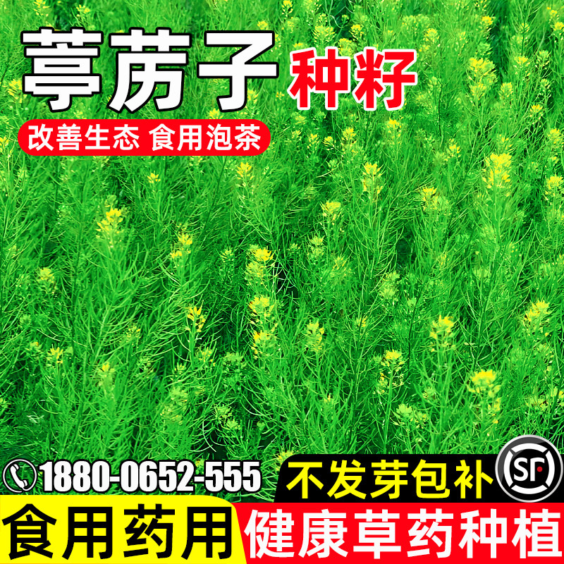 葶苈子种子四季播种生态改善药食两用多年生药材种籽耐寒耐旱草籽
