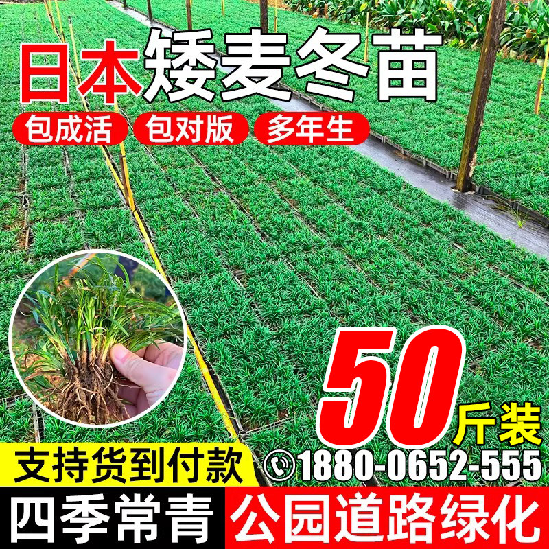 麦冬草籽细叶草玉龙草四季麦冬