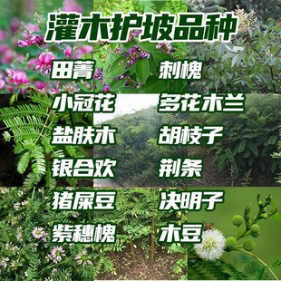 护坡灌木草籽胡枝子紫穗槐多花木兰荆条猪屎豆刺槐银合欢护坡种子