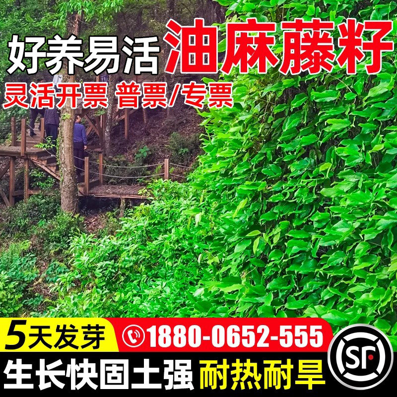 油麻藤草籽边坡矿山爬藤植物