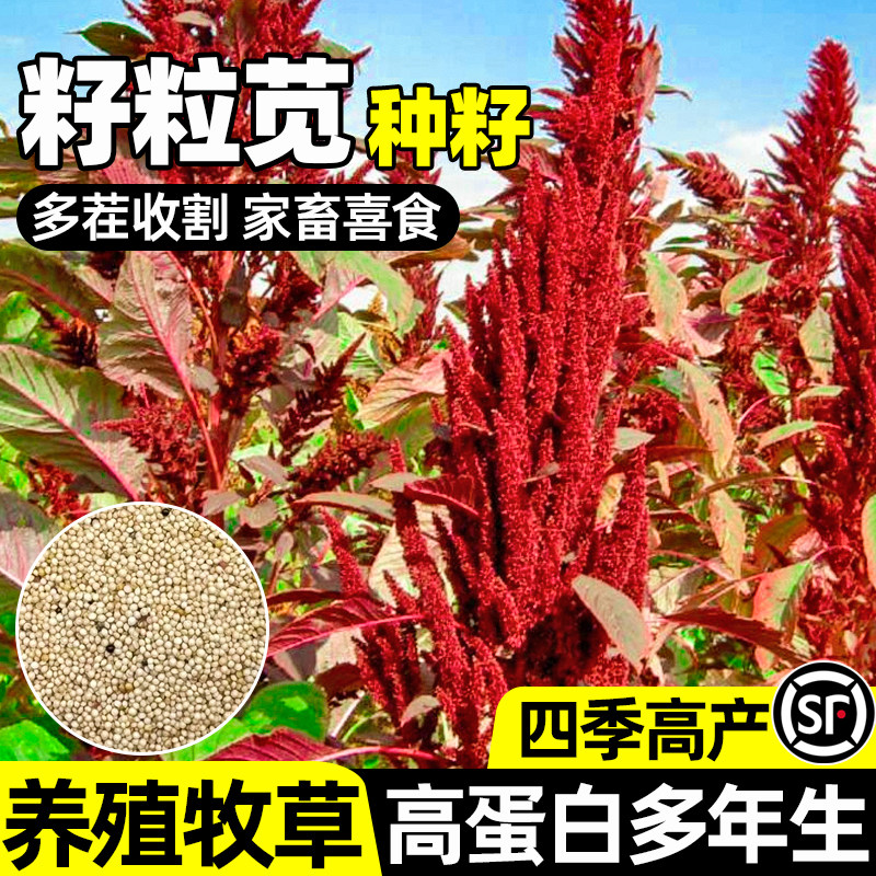 籽粒苋多茬收割四季高产畜牧养殖