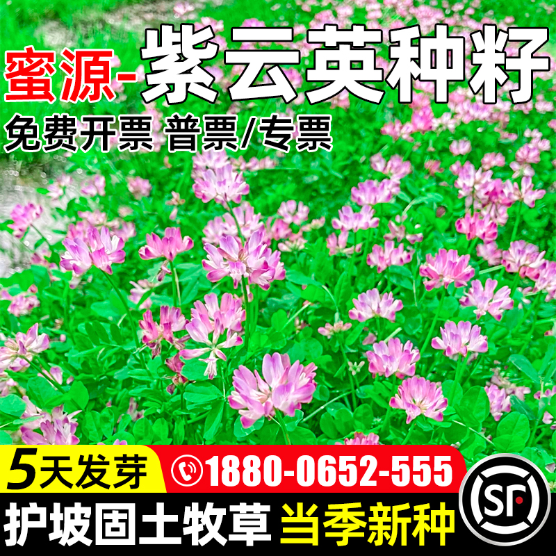 紫云英种籽四季高产牧草种子护坡固土畜牧养殖蜜源绿肥多年生草籽