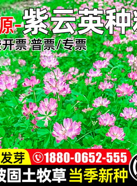 紫云英种籽四季高产牧草种子护坡固土畜牧养殖蜜源绿肥多年生草籽