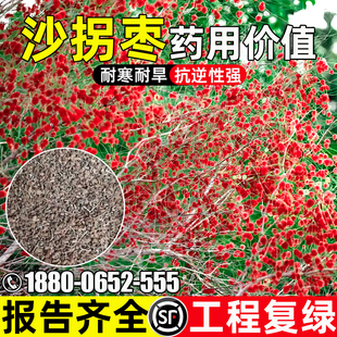 沙拐枣种子耐寒耐旱多年生灌木种籽荒漠复绿防风固沙工程绿化草籽