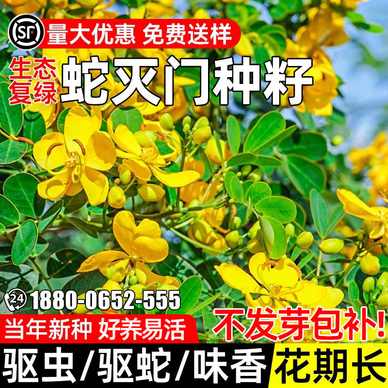蛇灭门种子望江南驱蛇草户外草